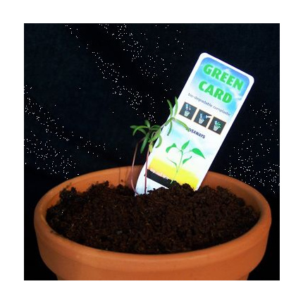 Green Card - Topgiving
