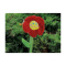Flowerpower kugelschreiber - Topgiving