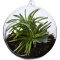 Sphere Terrarium - Topgiving