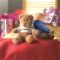 Teddybär mit Hoody - Topgiving