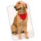 Kopftuch hundehalsband - Topgiving