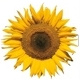 Zonnebloem